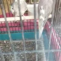 یک جفت عروس هلندی رام ابلغ نر و ماده جوان