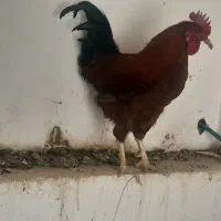 خروس بومی ۷ماهه ۱۰۰۰/۰۰۰تومن