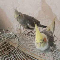 پرنده