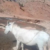 الاغ جوان گله ای بشرط بار بردن