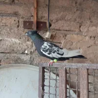 سینه سیاه ماده پرشی معاوضه هم دارم