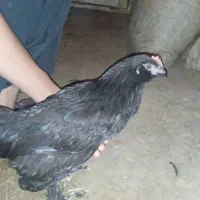 چهار عدد مرغ نژاد نر