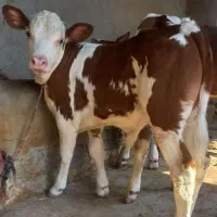 بهترین گوساله برای پروار جنس سوپر