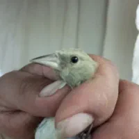 سهره