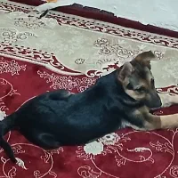ژرمن شپرد ۳ماه