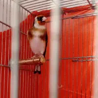سهره درشت ۲ ساله