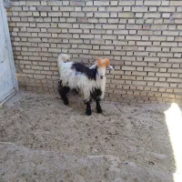 بیگ گوسفند بز