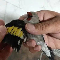 سهره نر
