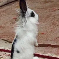 خرگوش|موش و خرگوش|دورود, |دیوار