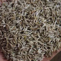 زیره سبز|خدمات باغبانی و درختکاری|فیروزه, |دیوار