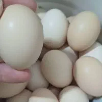 تخم بیار جوجه ببر