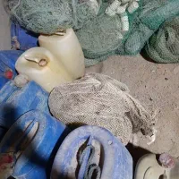جل میگو برای ببری وسرتیز  سالم 14بغلی