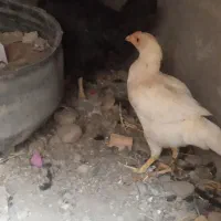 جوجه مرغ محلی