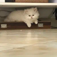 گربه