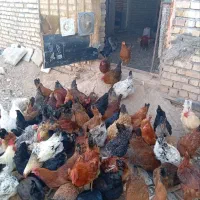 فروش تعدادزیادی مرغ وخروس محلی جوان واکسن خورده