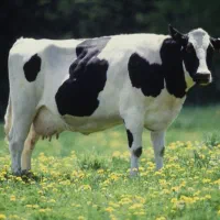 گاو