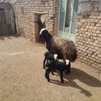 فروش بهترین نژاد گوسفند میش شال