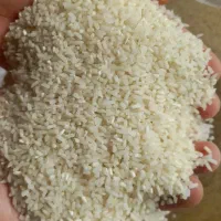 نیمدانه هاشمی