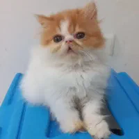 گربه پرشین بایکالر