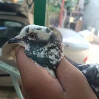 کبوتر سوسکی خال قدیم و شازده چش تابتا