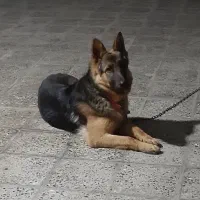 سگ ژرمن