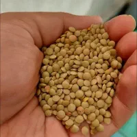 خریدار سیاه دانه شما