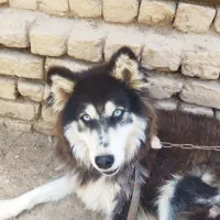 سگ هاسکی