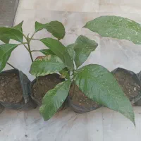 نهال انبه