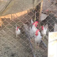خروس