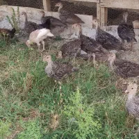 جوجه بوقلمون سه ماهه، جوجه محلی یک ماهه