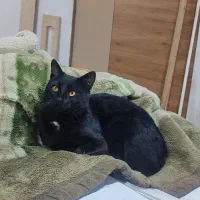 گربه سیاه ...شده