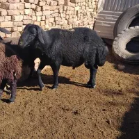 قوچ اصیل سیاه افشار لخت درجه یک