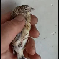 سهره قناری جوجه