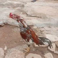 خروس لاری ریشو