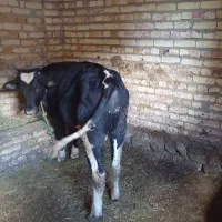 گوساله نر