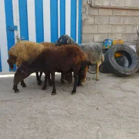 چهار. راس میش افشاری جوان  آبستن