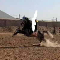 اسب نریون مادیون کره