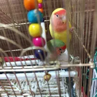 فروش کوتوله نر و ماده