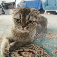 واگذاری گربه ی اسکاتیش ماده