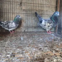 کبوترهای پرشی ساعت بالا