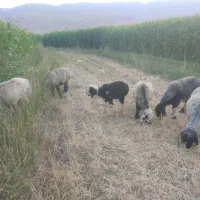 فروش چنتا میش روزگاری