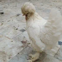 مرغ سلطان فول کیفیت