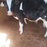 گوساله قطع شیر