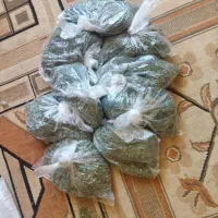 نعناع خشک