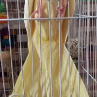گمشده