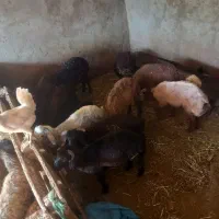 بره نر