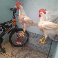 خروس سالم وسرحال