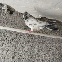 کفتر کبوتر