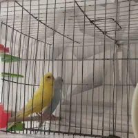 مرغ عشق با جوجه