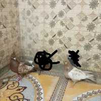 کفتر.